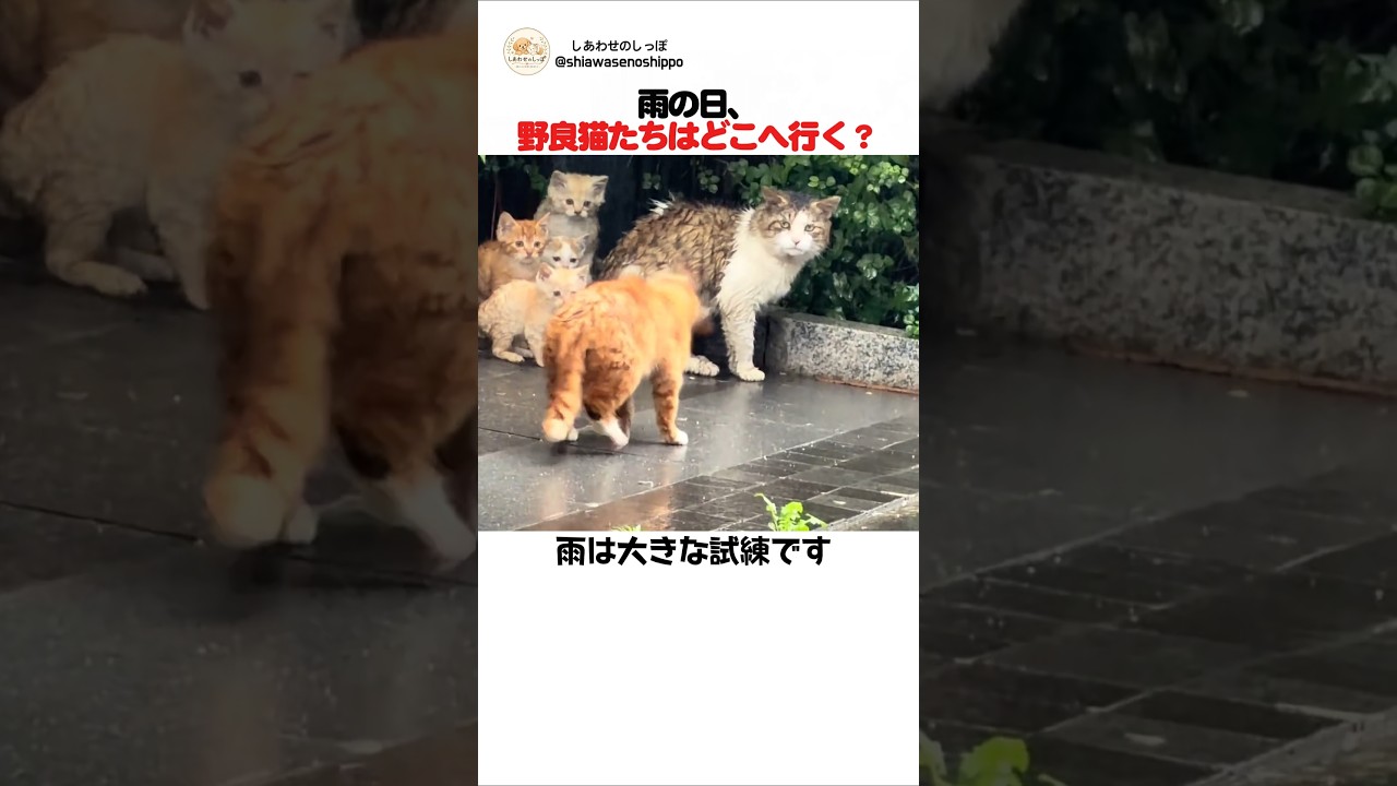 雨の日、野良猫たちはどこへ行く?