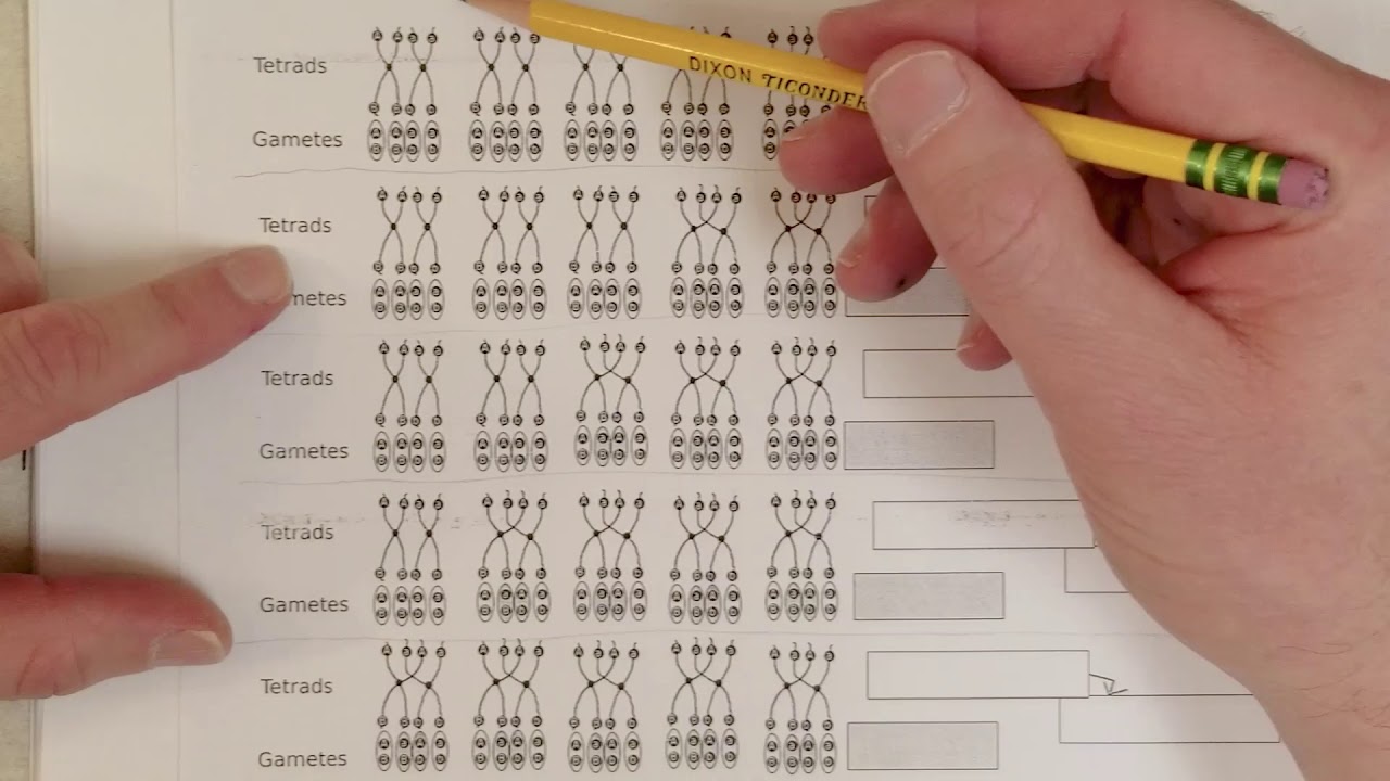 Genetics: L8-C, recombinant gametes and limits (Recommend 1.5x speed)
