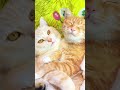 しゃべる猫#しゃべる動物#We are a pair of talkative little cats #猫の世界は、シンプルで幸せに満ちています#kitten#子ネコ#いやしねこ#かわいい猫ちゃん