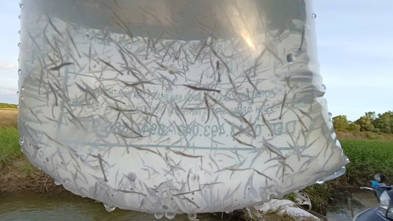 Sú chân đỏ F1 ninh thuận vèo 2 giai đoạn - tôm lanh  - dài đoàn!!!