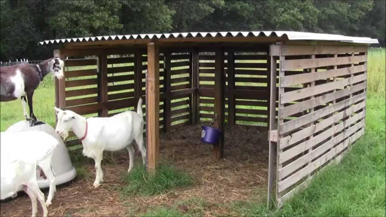 Lean to shed for goats