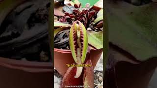 Plant Eats Animal | Venus Flytrap #shorts