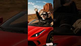 🌵 Desert Drive Vibes | Happy Music for Every Road Trip 🚗🐨🦊