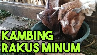 Kambing Rakus Minum Dengan Ramuan Ini