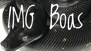 IMG Boas