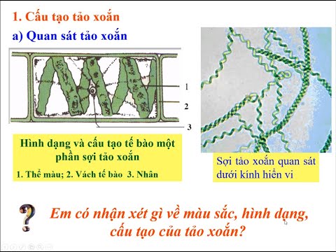 Sinh học 6 - Chủ đề Các nhóm thực vật
