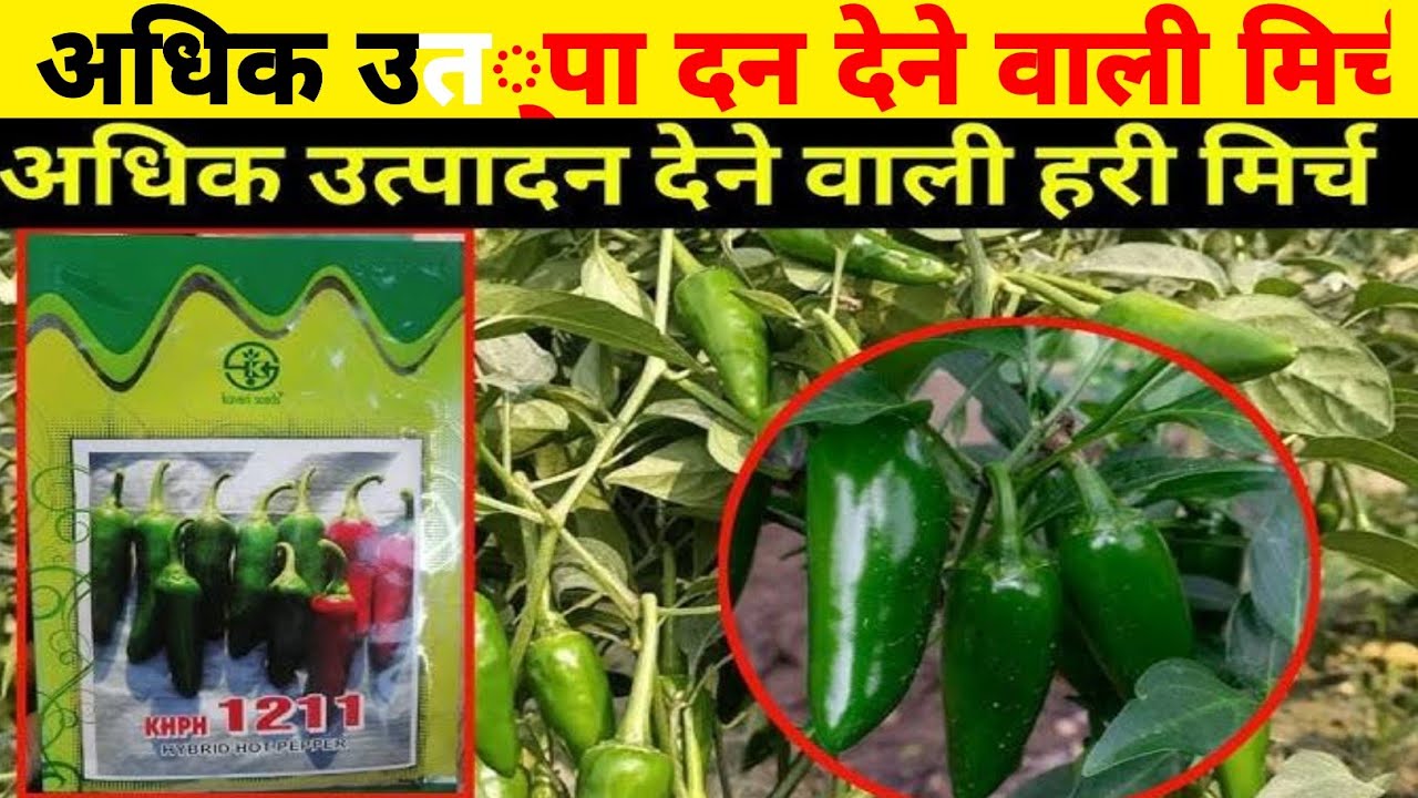 Namdhari chilli best variety seeds, Syngenta chilli best variety seeds, अधिक उत्पादन देने वाली