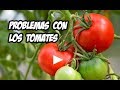 5 Problemas en el Cultivo del Tomate | La Huerta de Ivan 🔝