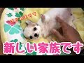 生後3ヵ月のチワワを家族に迎え入れました【パピーチワワ】