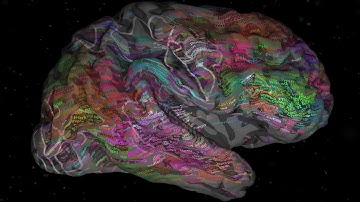 The brain and how we process language