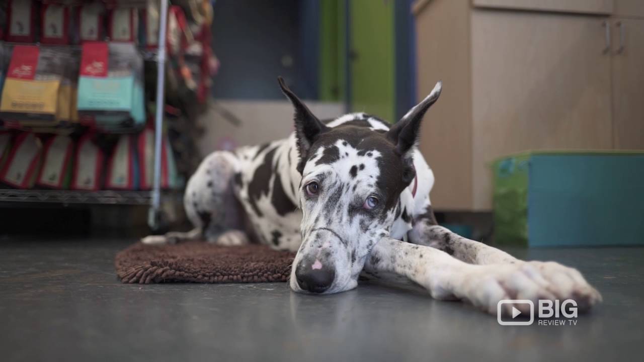 My Fluffy Friends Pet Shop in Vancouver BC for Pet Grooming and