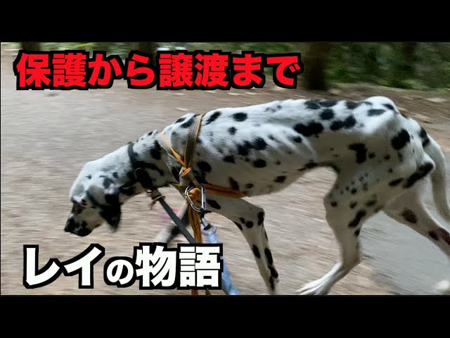 Y★★620 メイヤー ダルメシアン置物 PIT THE MASSIVE DOG Y620 メイヤー ダルメシアン置物 PIT THE MASSIVE DOG - メルカリ
