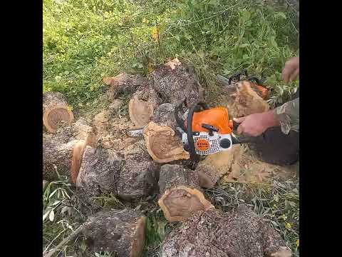 Stihl MS 170 vs  Stihl MS 180