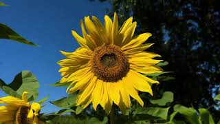 sunflower swaying in the wind