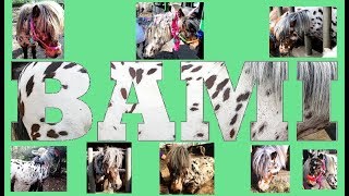 Bami Ponyparkcity - Driekleur Leopard Appaloosa Pony - Lover Video