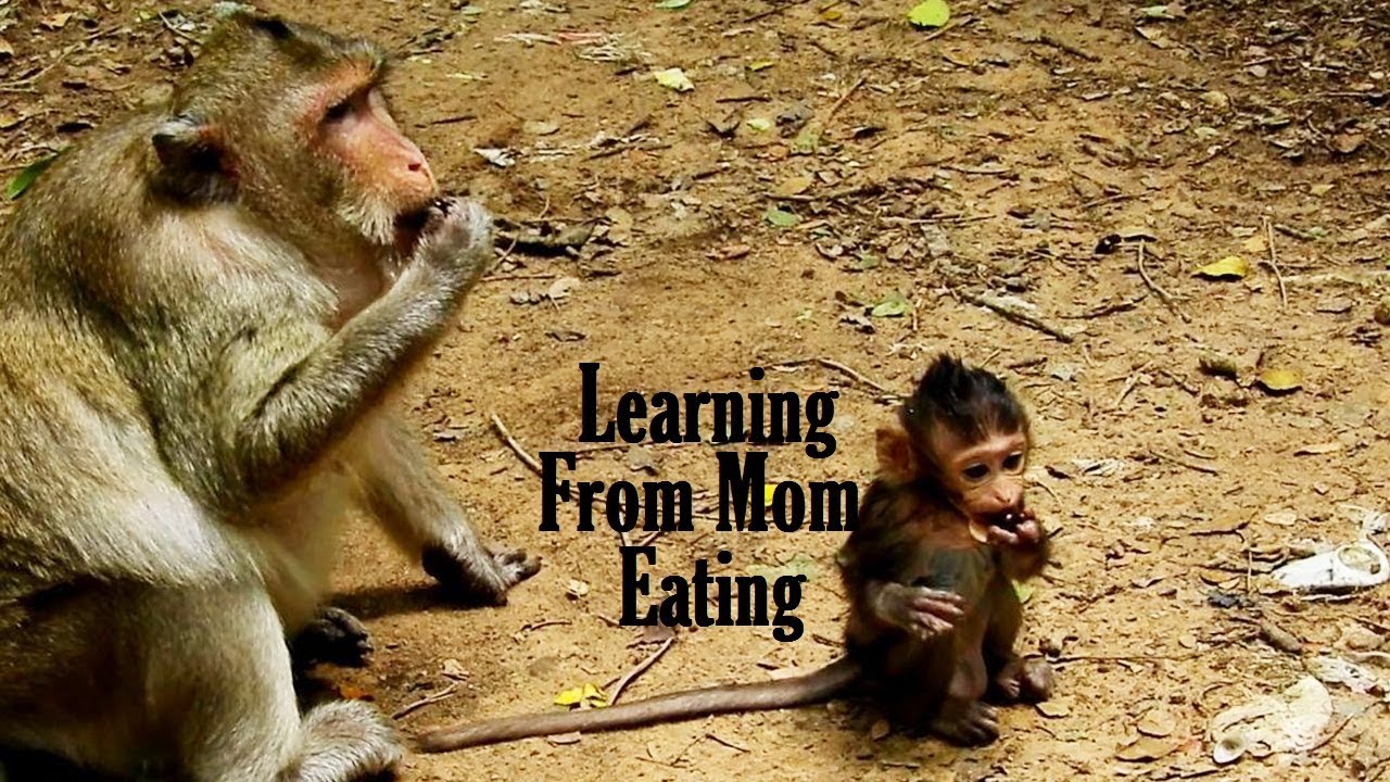 doing business colombia Lizza Following Mummy Learns Eating A Lot, Doing The same To Mom