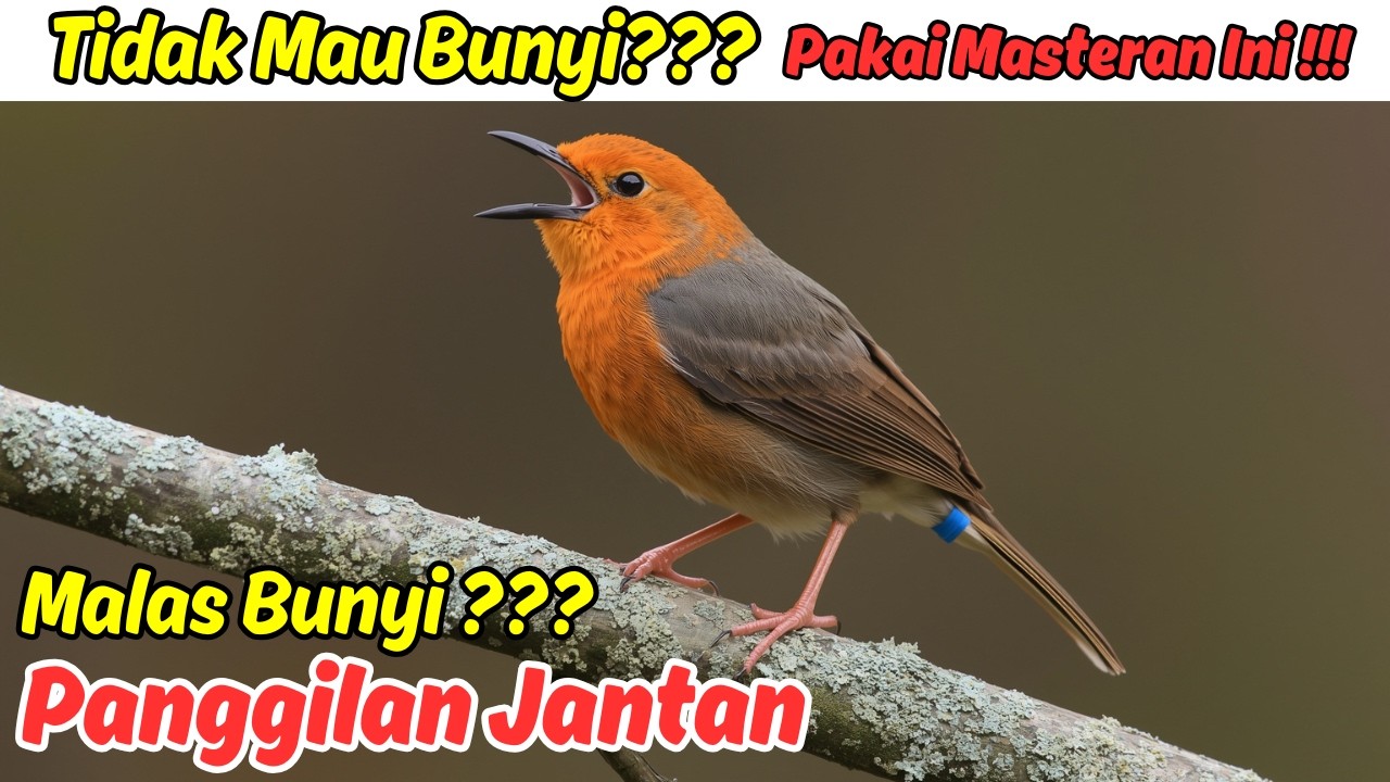 Cara Seting Burung Anis Merah Agar Tampil Gacor di Lomba