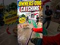 Owner's Aggressive Dog Catch #shorts #ytviral #viral #trending #dog #dogcatching