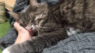 人を枕にして寝る猫 ノルウェージャンフォレストキャットSleeping cat.Norwegian Forest Cat.