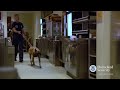 Regional Explosives Detection Dog Initiative - REDDI