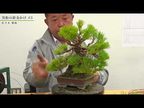 黒松-black pine- - YouTube