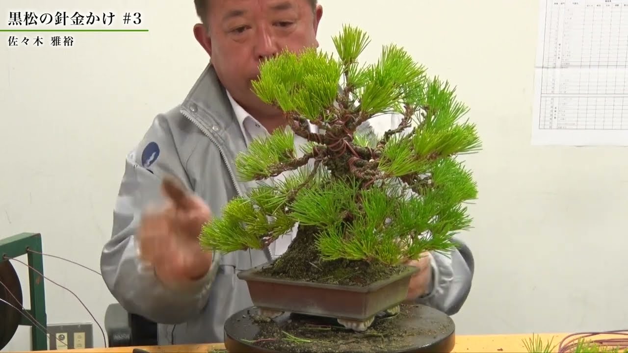 黒松の針金かけ #3　佐々木 雅裕