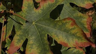 Climate Change Is Killing Bigleaf Maples