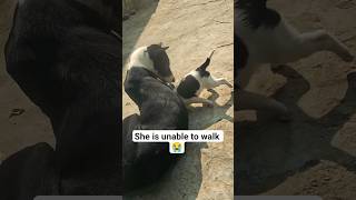 Watch The Full Video And You Will Start Crying