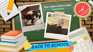 Back To School School Learning Vs Home Learning My Kitti Cats