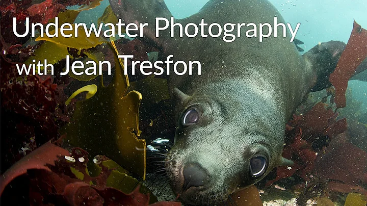 Underwater Photography with Jean Tresfon | Exclusive Interview
