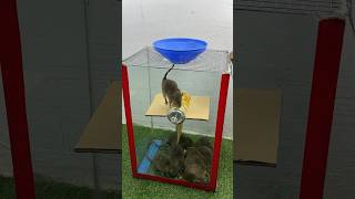 Perfect Idea For Homemade Mouse Trap // Mouse Trap 2 #Rat #Rattrap #Mouse #Mousetrap #Shorts