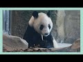 【永明(えいめい)】帰国後の動画初公開 | iPanda パンダ楽園
