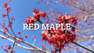 The Resilient Red Maple