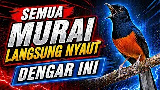 PUTAR PAGI PAGI ‼️ Pancingan Murai Trotol Pastol Menyusun Lagu Materi Mewah Cocok Untuk Masteran 
