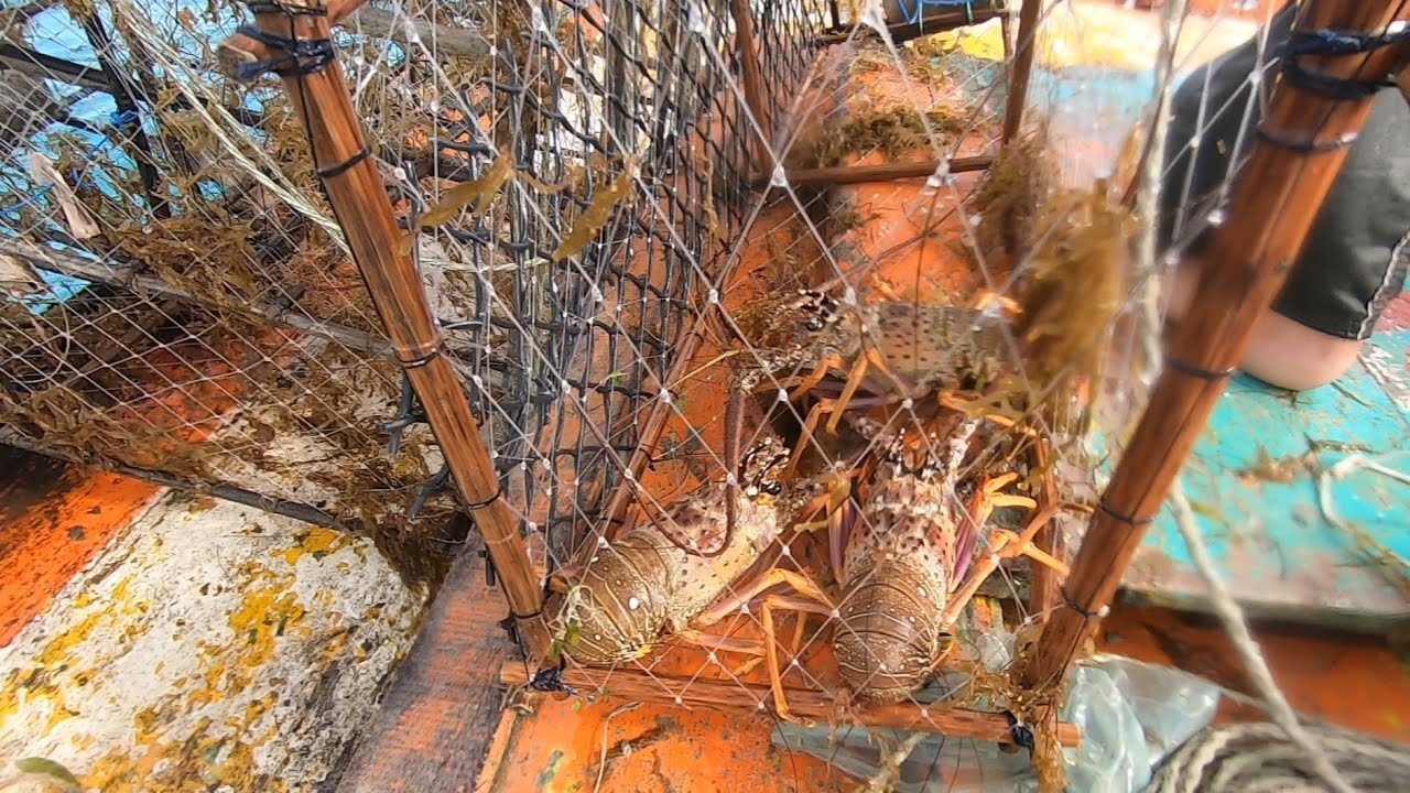 PESCA DA LAGOSTA GIGANTE, NO ALTO MAR ( NOÉ PESCADOR ARTESANAL)