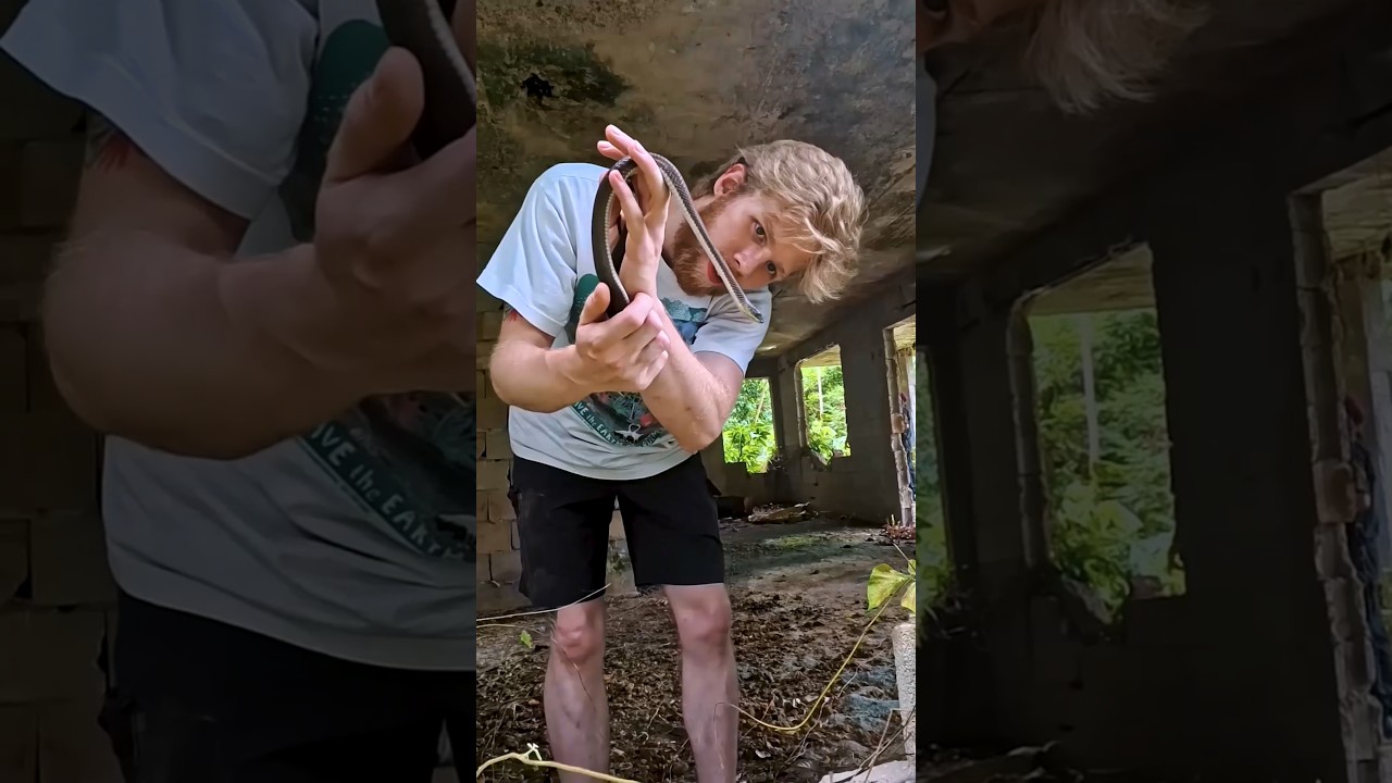 Исследую ЗАБРОШЕННЫЙ дом в джунглях в поисках тарантулов. 