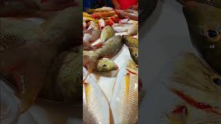 Sea fish, small fish, watch more, click subscribe, put the bell icon, get new videos 🐟🐟