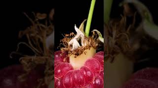 Raspberry close up Raspberry close up