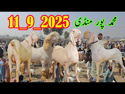 2026 Mandi Pakistan Ki Sabse Badi Mandi محمد پور منڈی SabirGoat786 Bakri Farming 