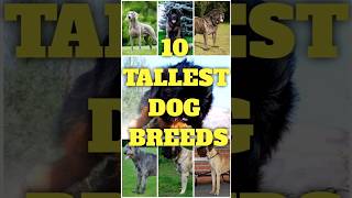 10 TALLEST DOG BREEDS #shorts