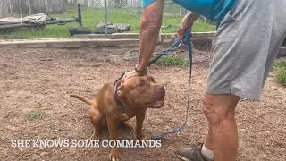 Meet Cinnamon Sugar A Terrier Pit Bull Currently Available For Adoption 8302023 80612 Pm