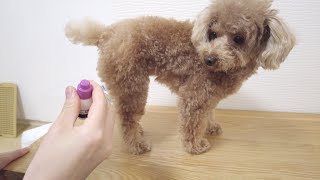 お尻に薬を塗られるのが嫌でシッポでガードする犬が可愛いw【トイプードル】