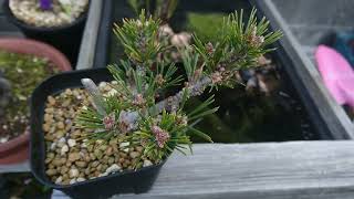 2022.02.21 八房黒松の千寿丸とメダカのビオトープ