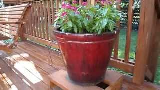 My neighbor gave me 5 large ceramic pots, finally found spots for all
of them with 3 having permanent perennial residents and the other 2 a
mix or peren...