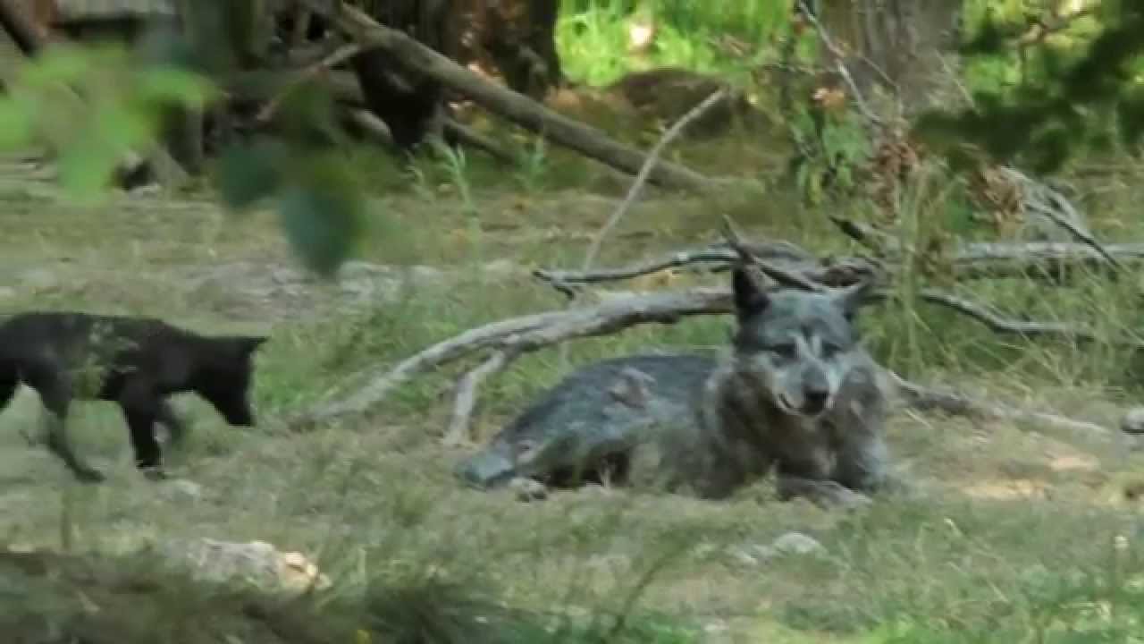 Un Louveteau Joue Avec Ses Parents Au Parc Sainte Croix Juillet 15 Youtube