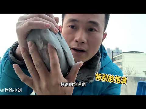 什么样的鸽子尾巴，才能称之为一字尾？看完这羽鸽子你就知道了