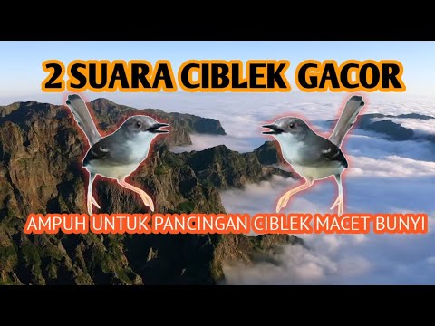 Putar 5 Menit Aja! Ciblek Langsung Ngebren \u0026 Gacor Parah 🔥