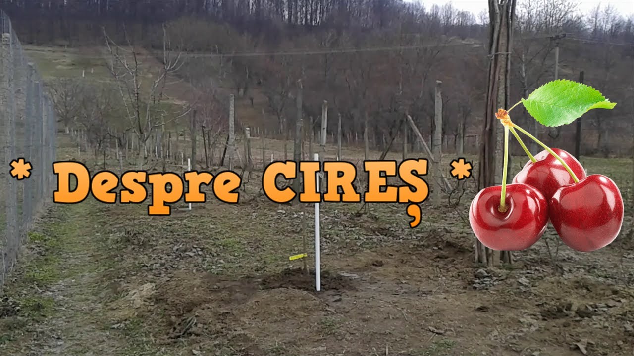 Să cunoaștem mai bine CIREȘUL (INFORMAȚII GENERALE)