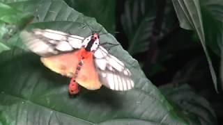 Moon Moth and others in Perak Malaysia 2019