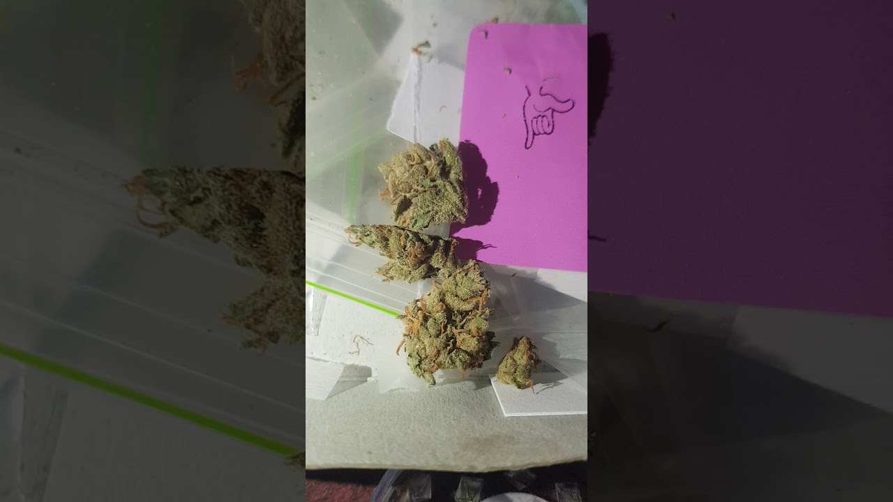 king white Willem indica weed Amsterdam Amnesia X G13